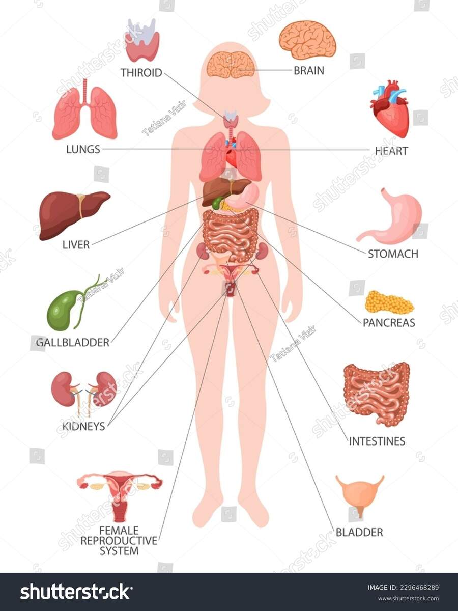 Infographic Poster Internal Organs Female Body Stock Vector Royalty Free 2296468289 Shutterstock