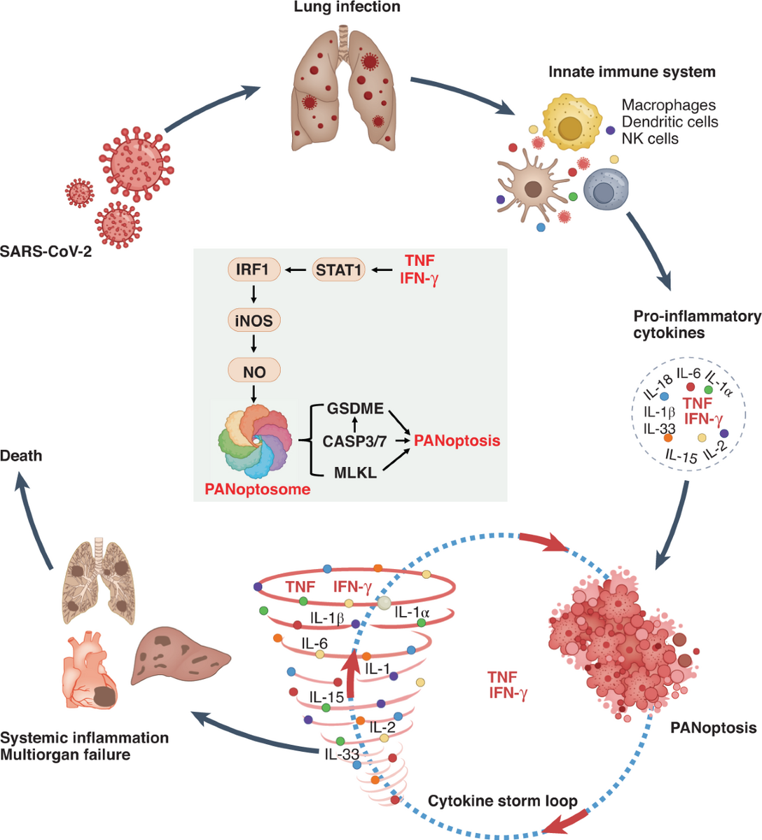 Innate Immunity The First Line Of Defense Against SARS CoV 2 Nature Immunology Innate Immunity The First Line Of Defense Against SARS CoV 2 Nature Immunology