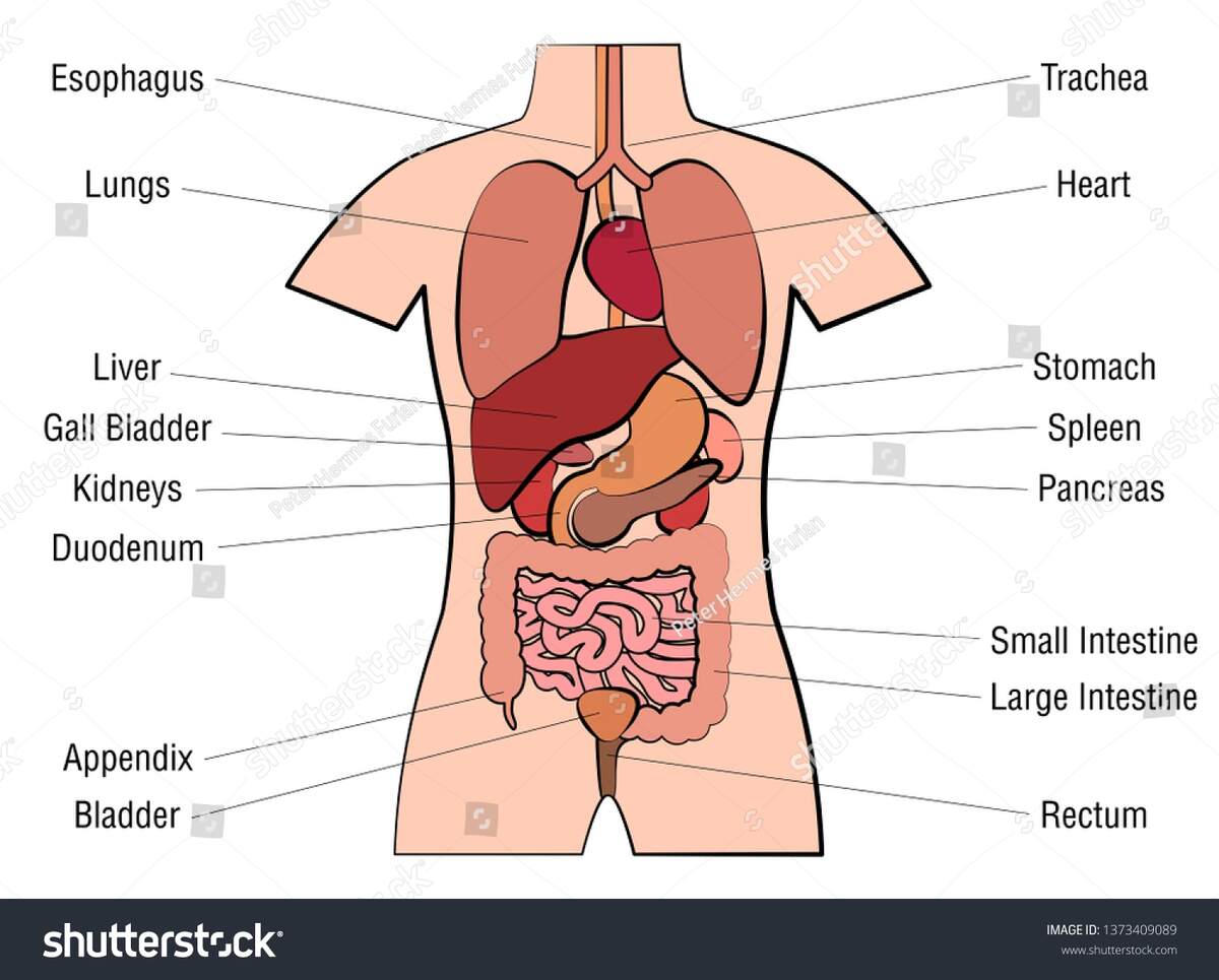 Inner Organs Chart Anatomy Diagram Internal Stock Vector Royalty Free 1373409089 Shutterstock