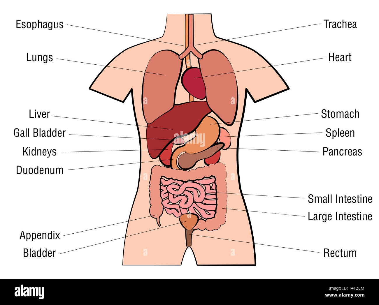 Inner Organs Chart Anatomy Diagram With Internal Organs And Appropriate Names Illustration On White Background Stock Photo Alamy