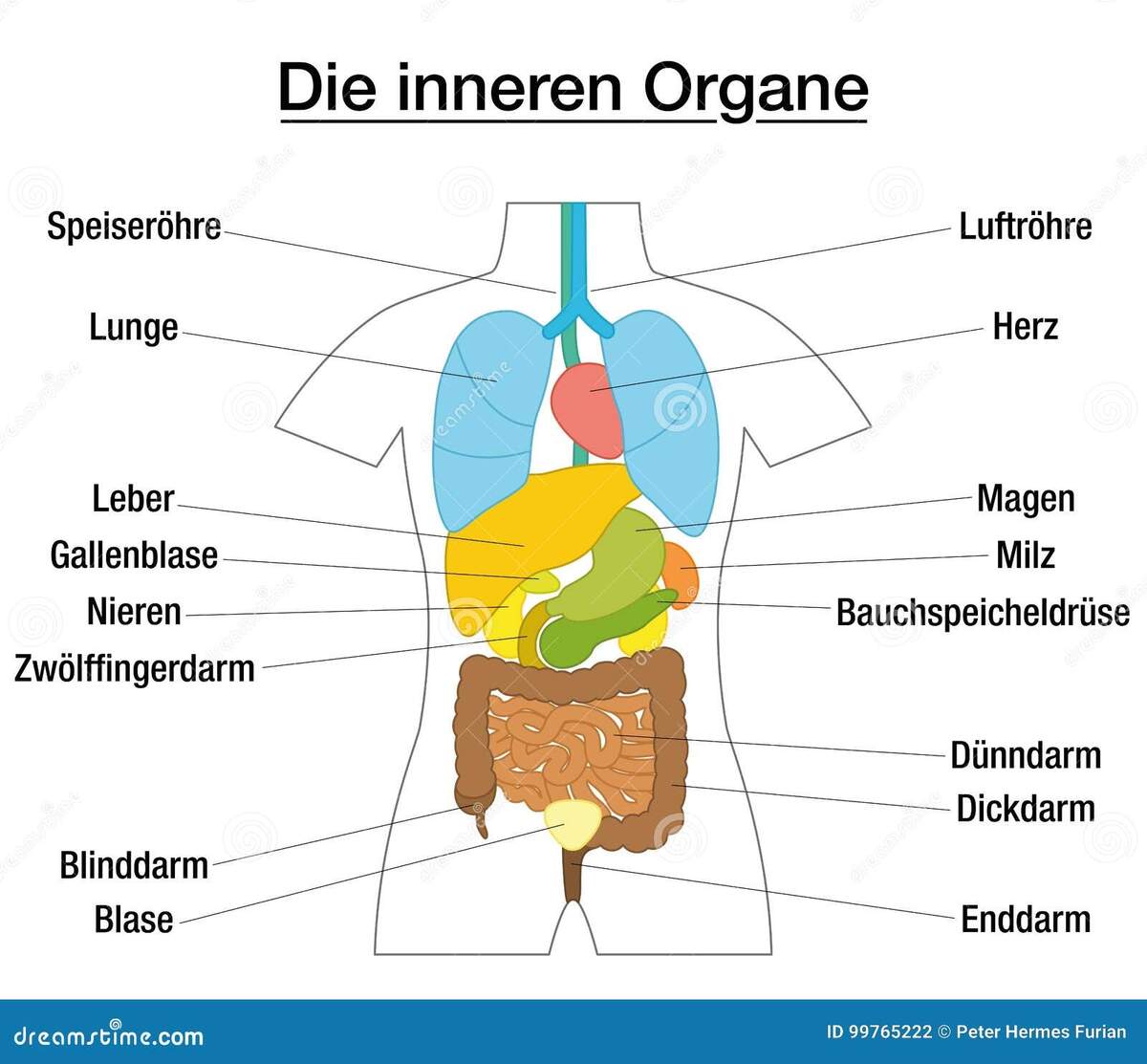 Muscle Chart German Labeling Most Important Stock Vector Royalty Free 676550137 Shutterstock