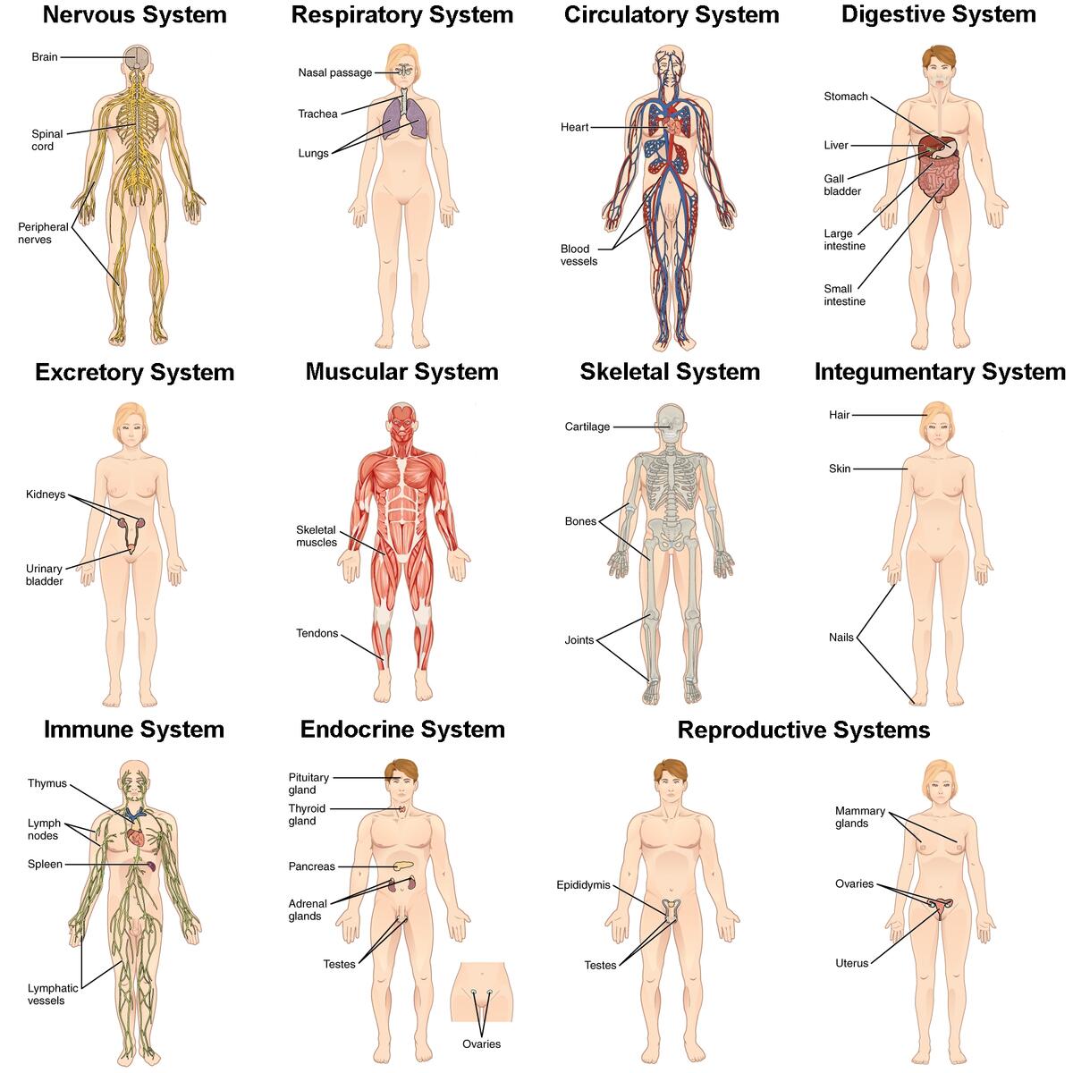 Integration Of Systems Biology For Majors II Integration Of Systems Biology For Majors II