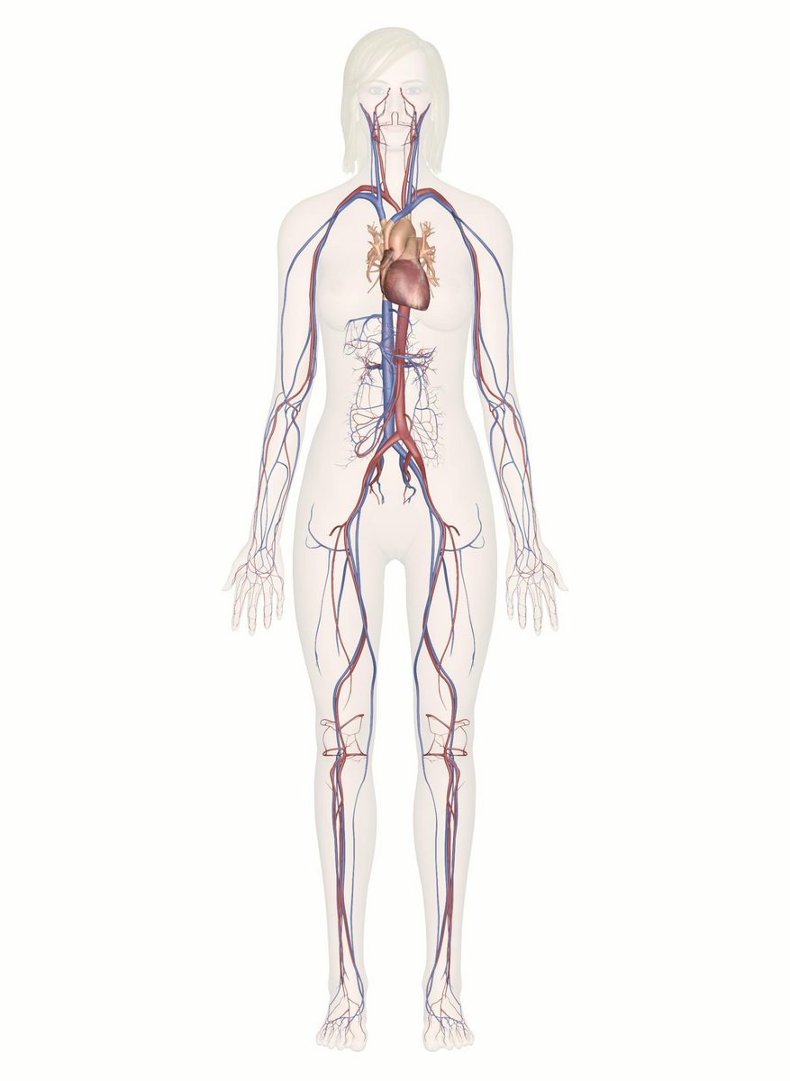 Interactive Guide To The Cardiovascular System Innerbody Show Me A Diagram Of The Human Heart Here Are A Bunch