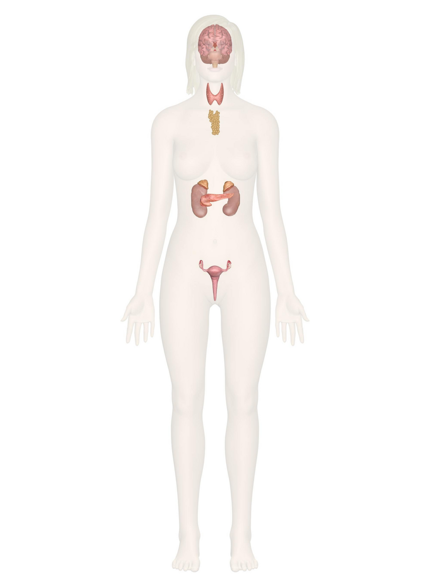 Interactive Guide To The Endocrine System Innerbody