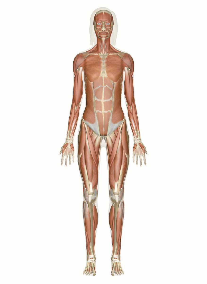 Interactive Guide To The Muscular System Innerbody