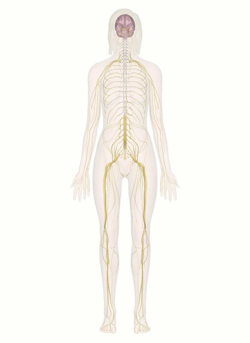 Interactive Guide To The Nervous System Innerbody Frontiers Between Neurons And Networks Investigating Mesoscale Brain Connectivity In Neurological And Psychiatric Disorders