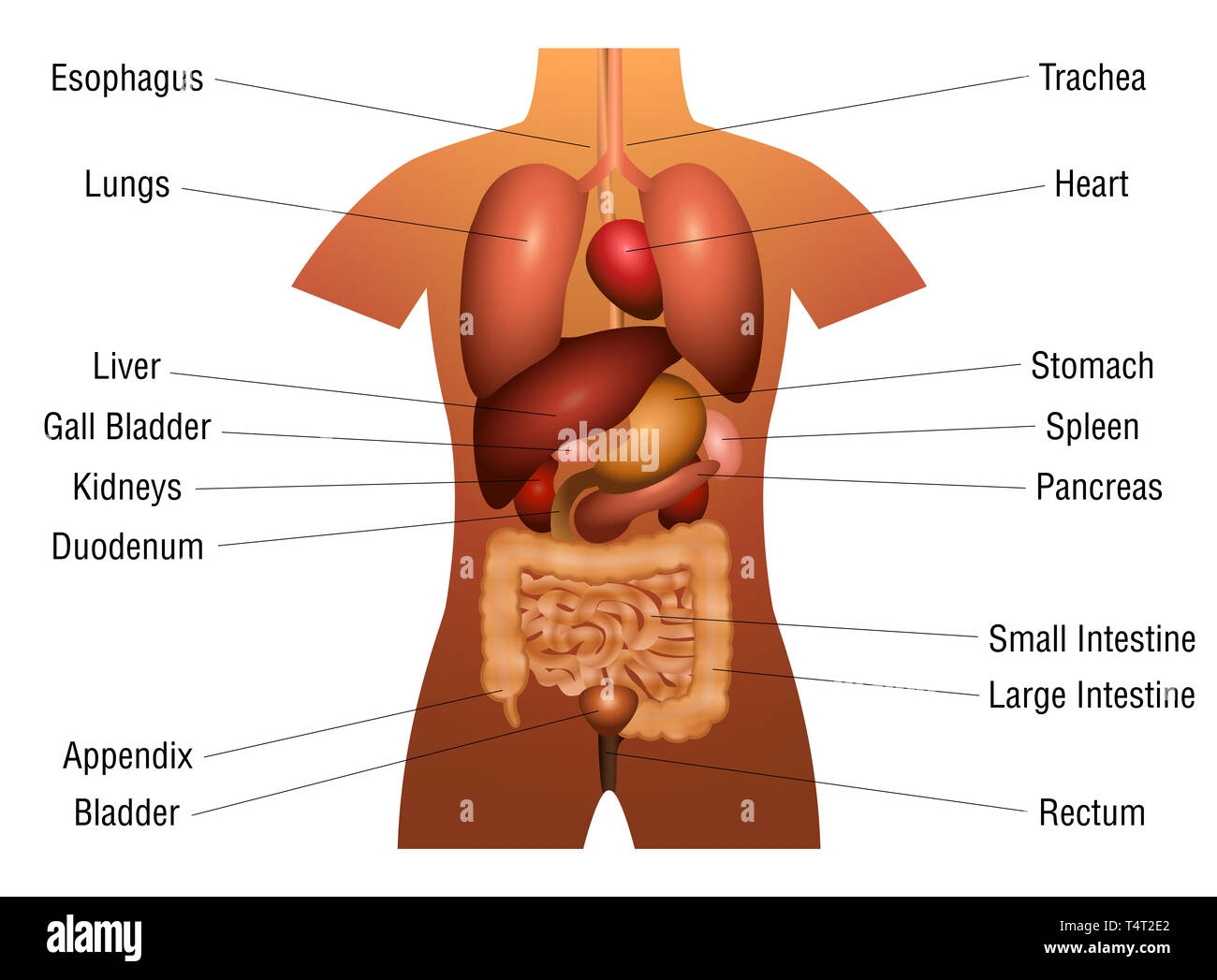 Internal Organs Chart 3d Anatomy Diagram With Inner Organs And Appropriate Names Illustration On White Background Stock Photo Alamy