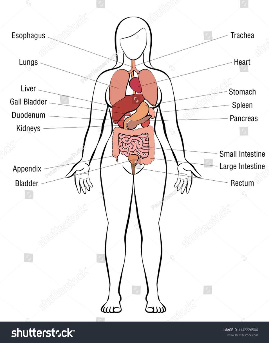 Internal Organs Female Body Schematic Human Stock Vector Royalty Free 1142226506 Shutterstock Internal Organs Female Body Schematic Human Stock Vector Royalty Free 1142226506 Shutterstock