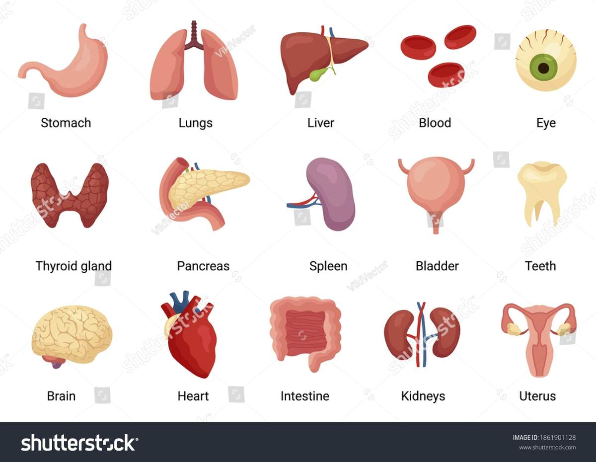 Internal Organs Human Body Anatomy Medicine Arkivvektor Royaltyfri 1861901128 Shutterstock
