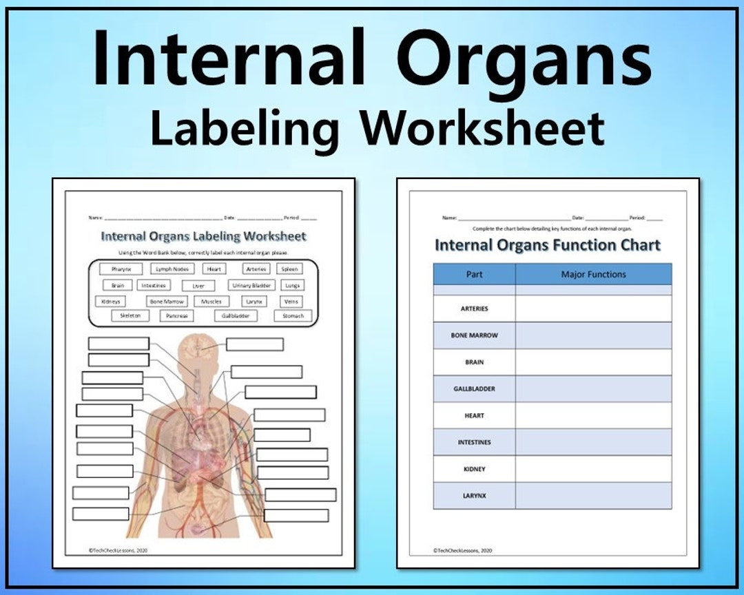 Internal Organs Labeling Functions Science Worksheet Printable Graphic Organizer Editable DIGITAL DOWNLOAD Etsy