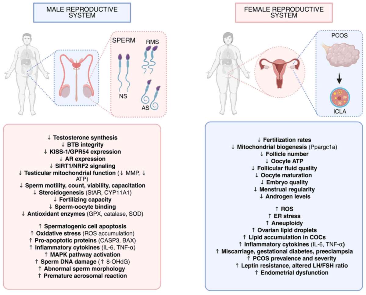 International Journal Of Molecular Medicine