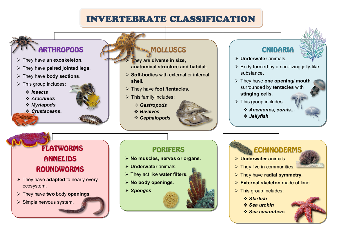 Common Insect And Other Invertebrate Groups Natural History Museum