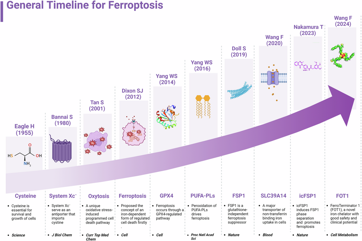 Iron Homeostasis And Ferroptosis In Human Diseases Mechanisms And Therapeutic Prospects Signal Transduction And Targeted Therapy