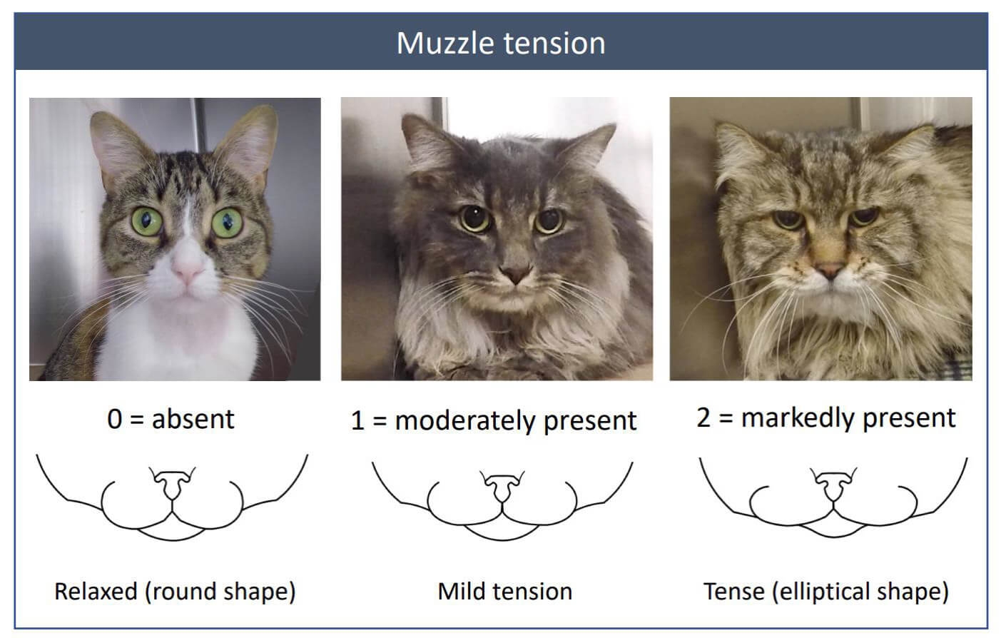 Is My Cat Scowling At Me Or Are They In Pain Zoetis Petcare