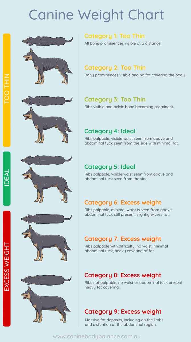 Is My Dog Over Weight Canine Body Balance