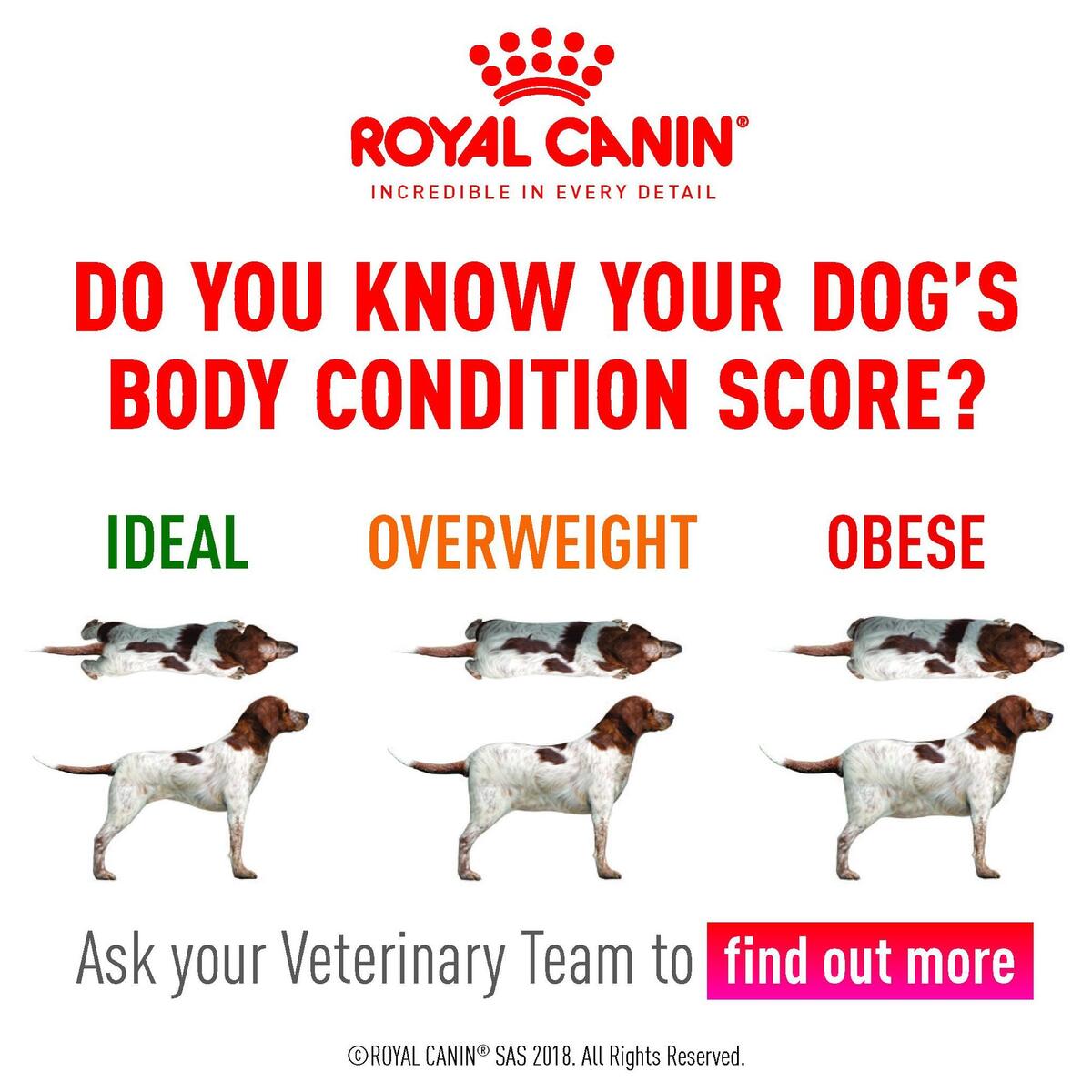 Is Your Dog Too Fat Probably R BullTerrier