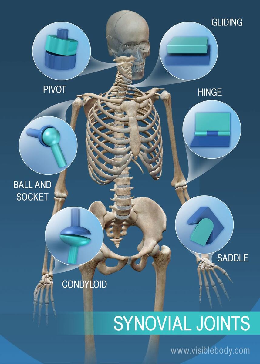 Joints Human Body All Medical Parts Stock Vector Royalty Free 2185752211 Shutterstock
