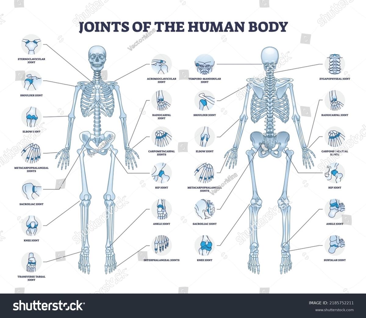 Joints Human Body All Medical Parts Stock Vector Royalty Free 2185752211 Shutterstock