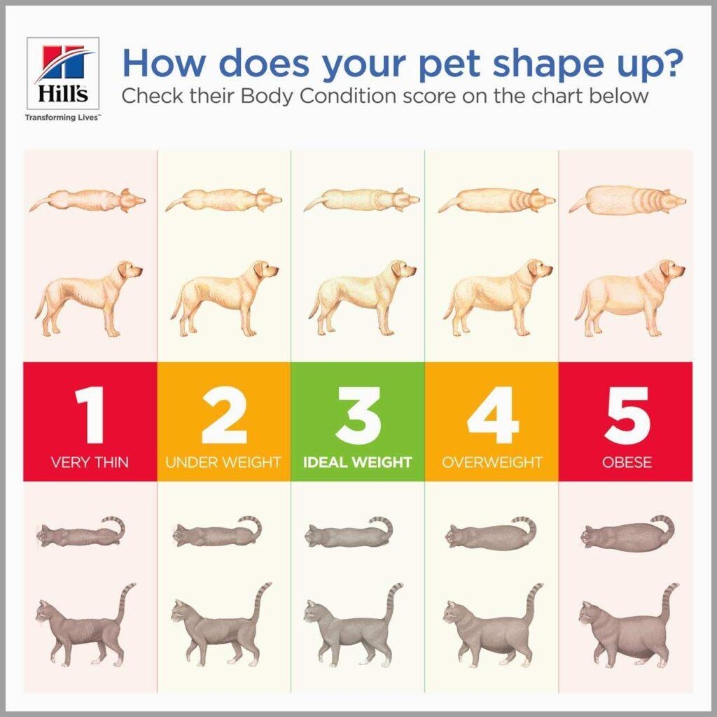 Keeping Your Pet S Weight In Check Bryants Road Vet