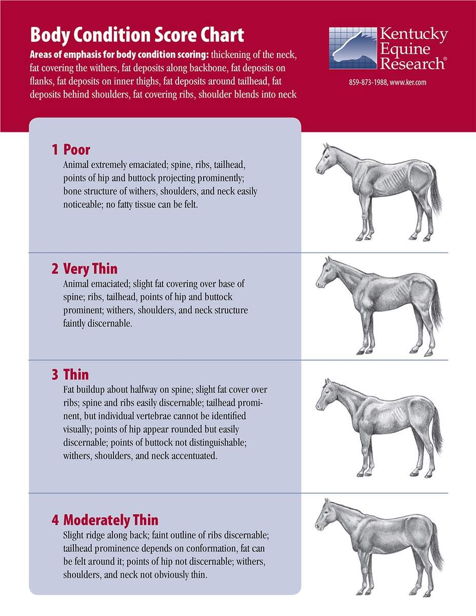 KER Body Condition Score Chart