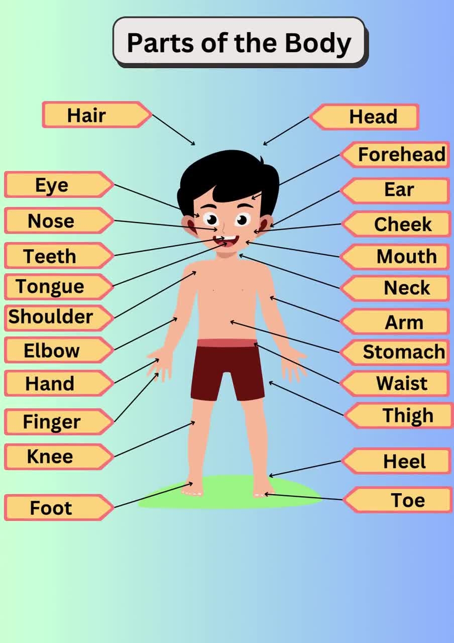 Kids Body Parts Poster Educational Chart Coloring Page Digital Download Etsy