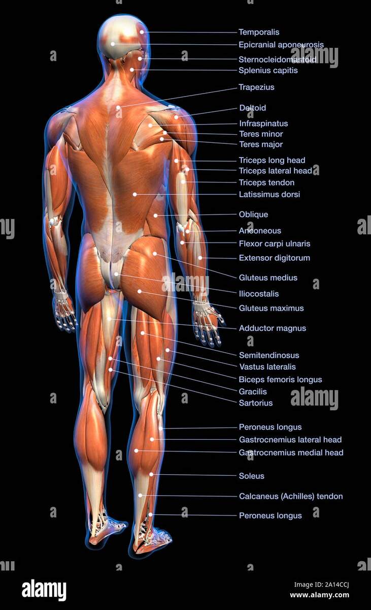 MUSCULATURE Body Building Anatomy Chart Print Socks For Sale By Posterbobs Redbubble