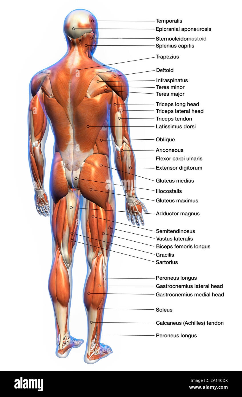 Labeled Anatomy Chart Of Full Body Male Muscular System Rear View On White Background Stock Photo Alamy Labeled Anatomy Chart Of Full Body Male Muscular System Rear View On White Background Stock Photo Alamy