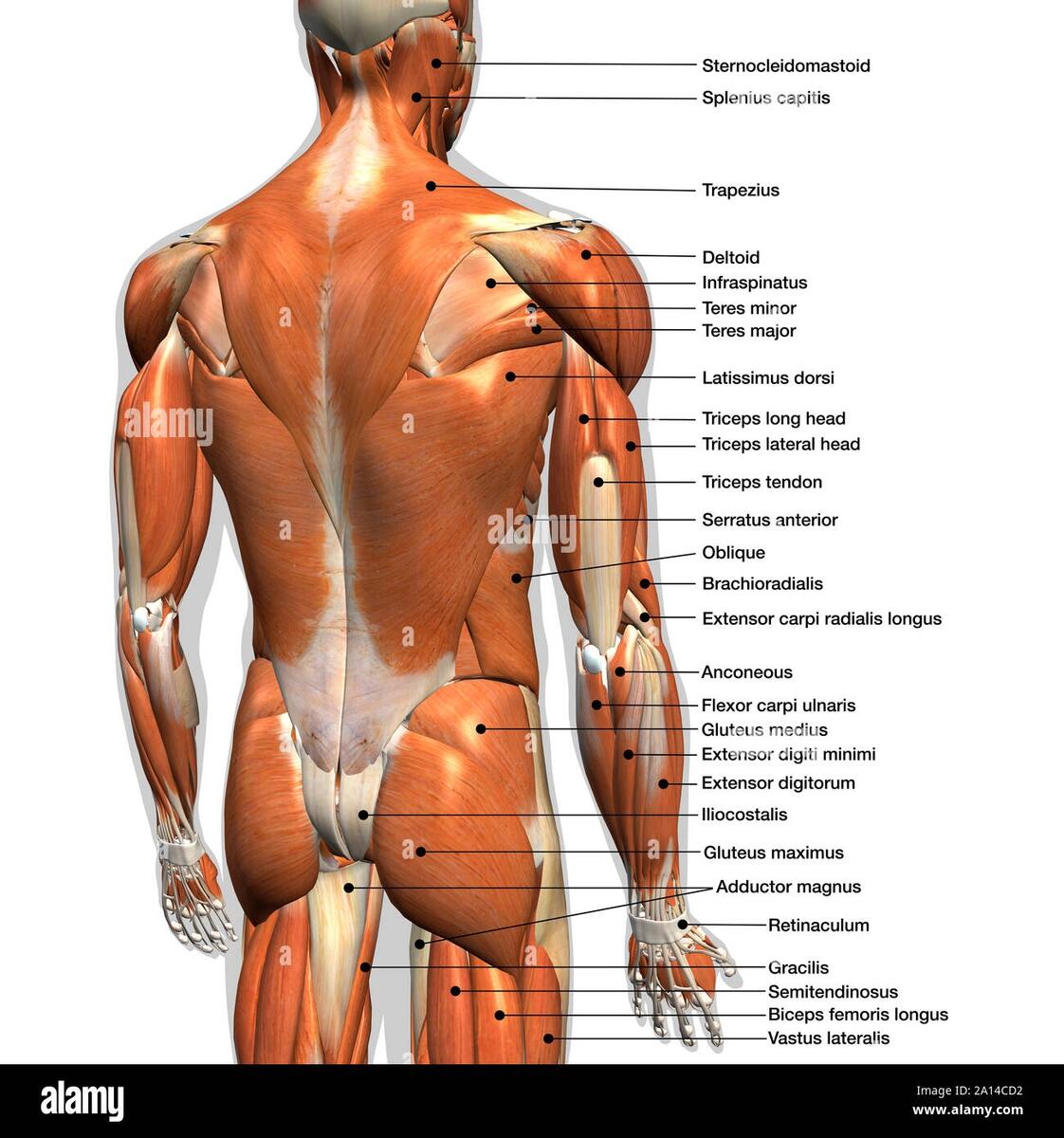Labeled Anatomy Chart Of Male Back Muscles On White Background Stock Photo Alamy Labeled Anatomy Chart Of Male Back Muscles On White Background Stock Photo Alamy