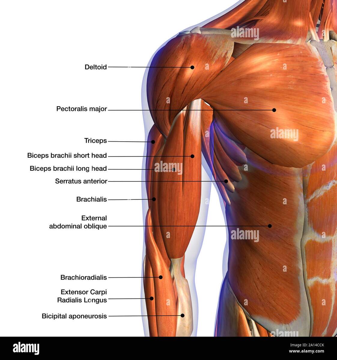 Labeled Anatomy Chart Of Male Biceps And Chest Muscle On White Background Stock Photo Alamy