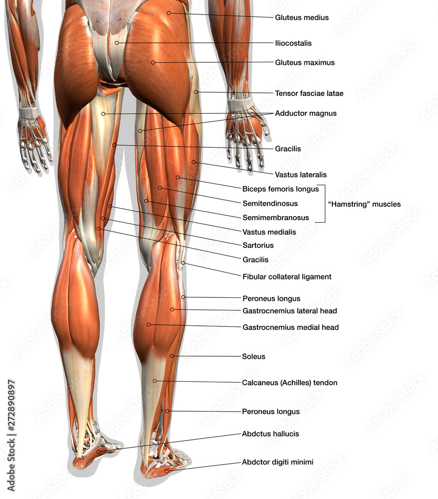 Labeled Anatomy Chart Of Male Leg Muscles On White Background Stock Illustration Adobe Stock Labeled Anatomy Chart Of Male Leg Muscles On White Background Stock Illustration Adobe Stock
