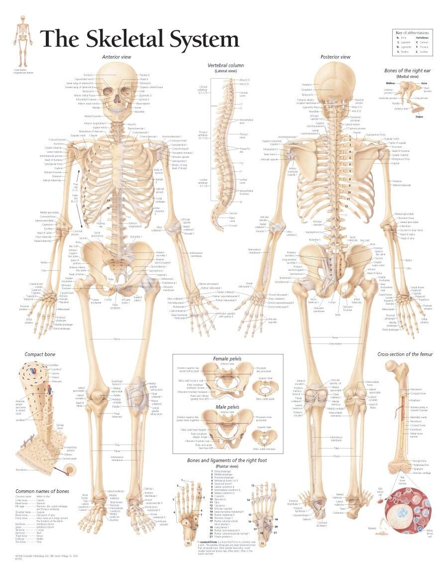 Skeleton Poster Human Body Anatomy Chart Etsy