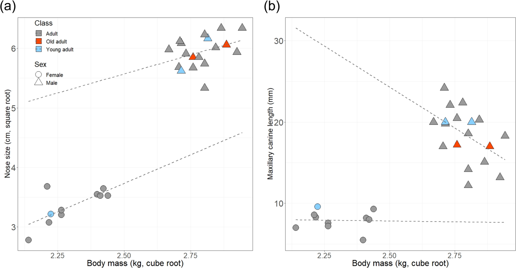 Large Male Proboscis Monkeys Have Larger Noses But Smaller Canines Communications Biology