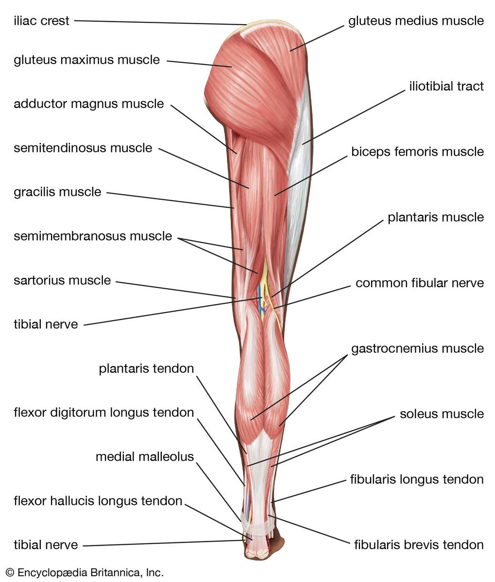 Leg Definition Bones Muscles Facts Britannica Labeled Anatomy Chart Of Male Leg Muscles On White Background Stock Illustration Adobe Stock