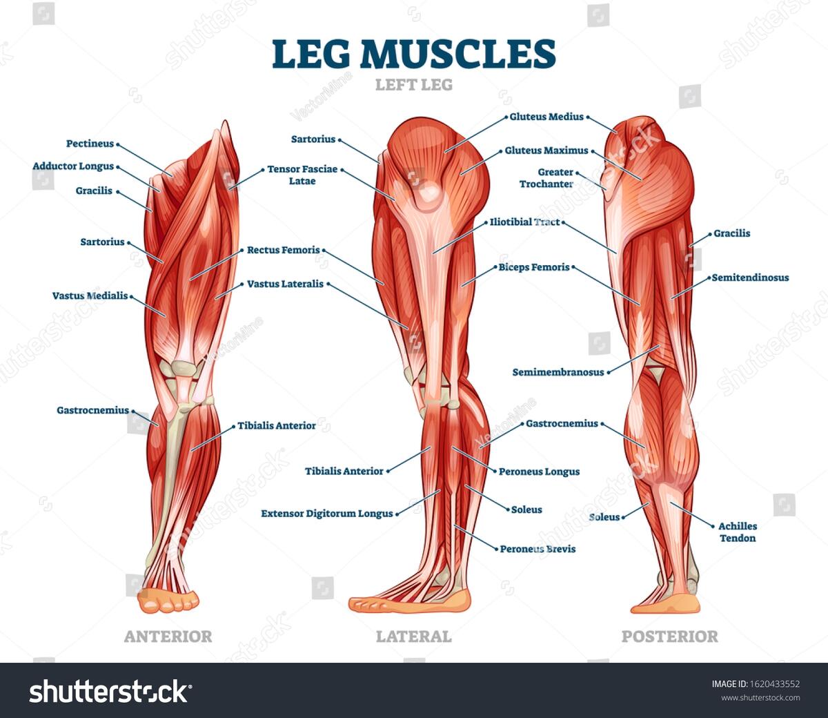 Leg Muscle Anatomical Structure Labeled Front Stock Vector Royalty Free 1620433552 Shutterstock