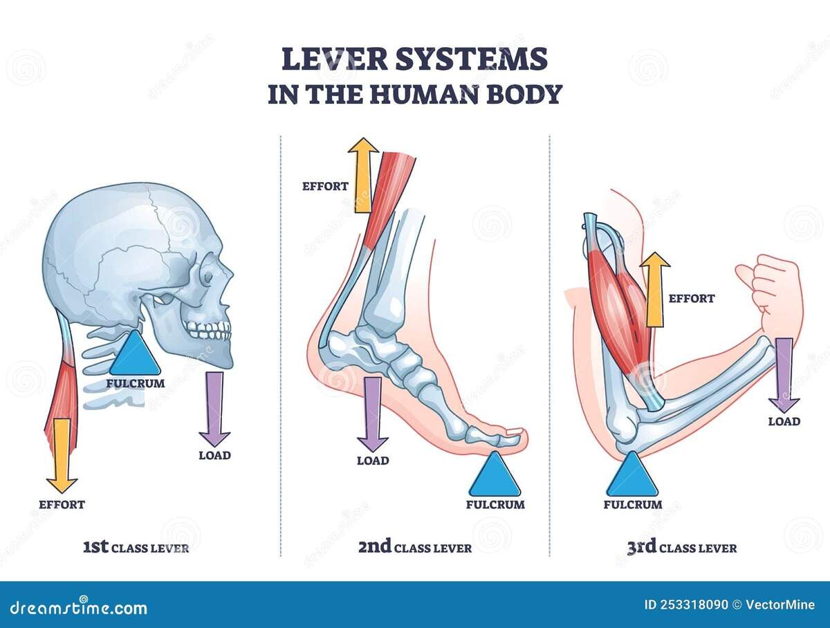 Lever Systems In Human Body For Neck Leg And Arm Movement Outline Diagram Stock Vector Illustration Of Motion Level 253318090