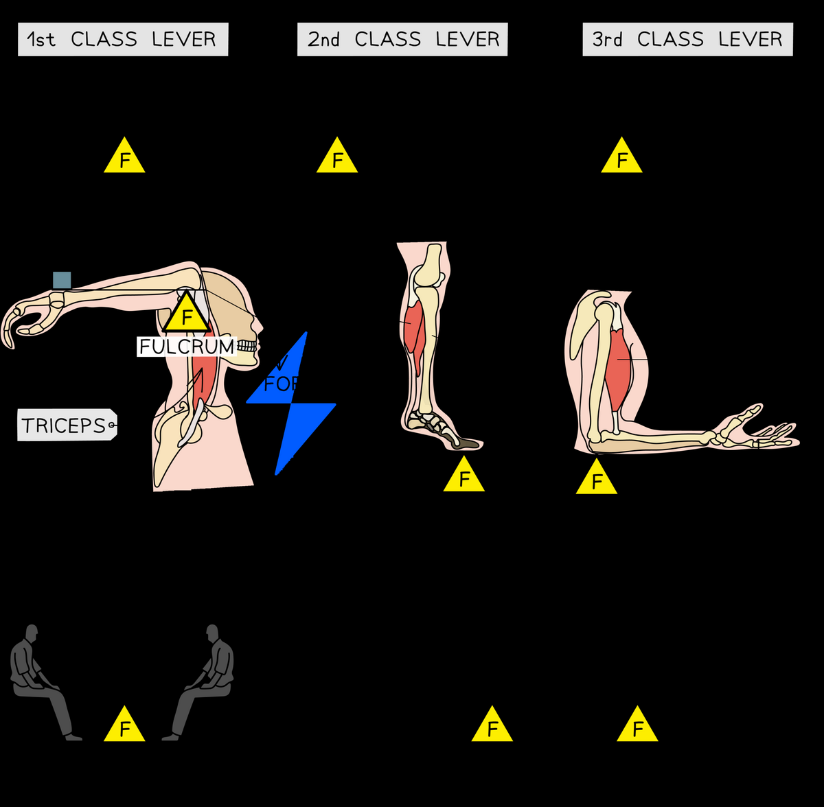 Lever Systems In Sport AQA GCSE Physical Education PE Revision Notes 2016