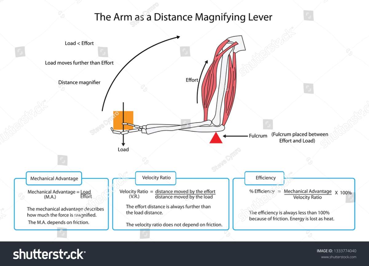 Levers Human Body Over 83 Royalty Free Licensable Stock Illustrations Drawings Shutterstock