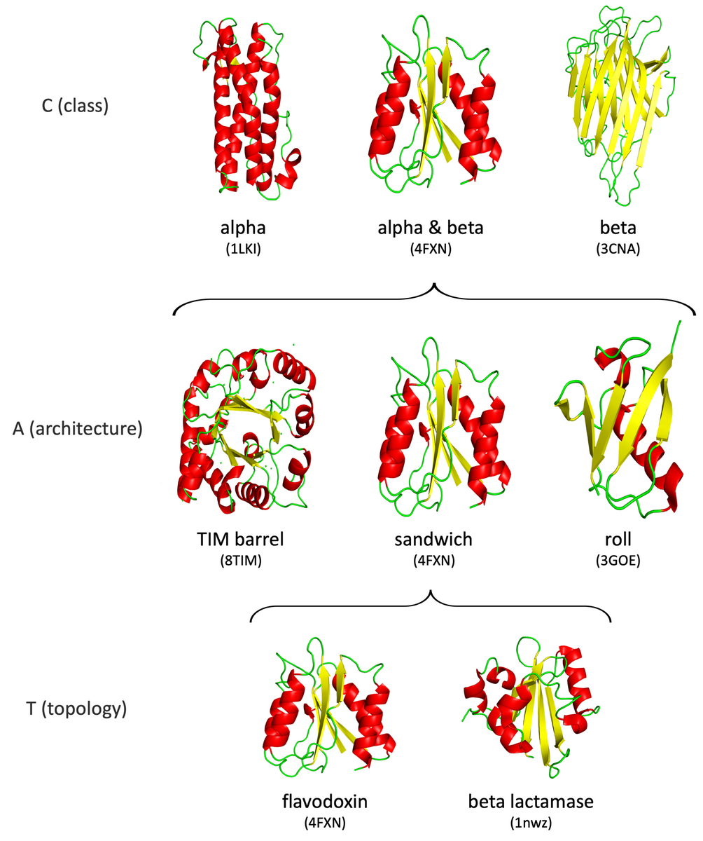 List Of Proteins Wikipedia