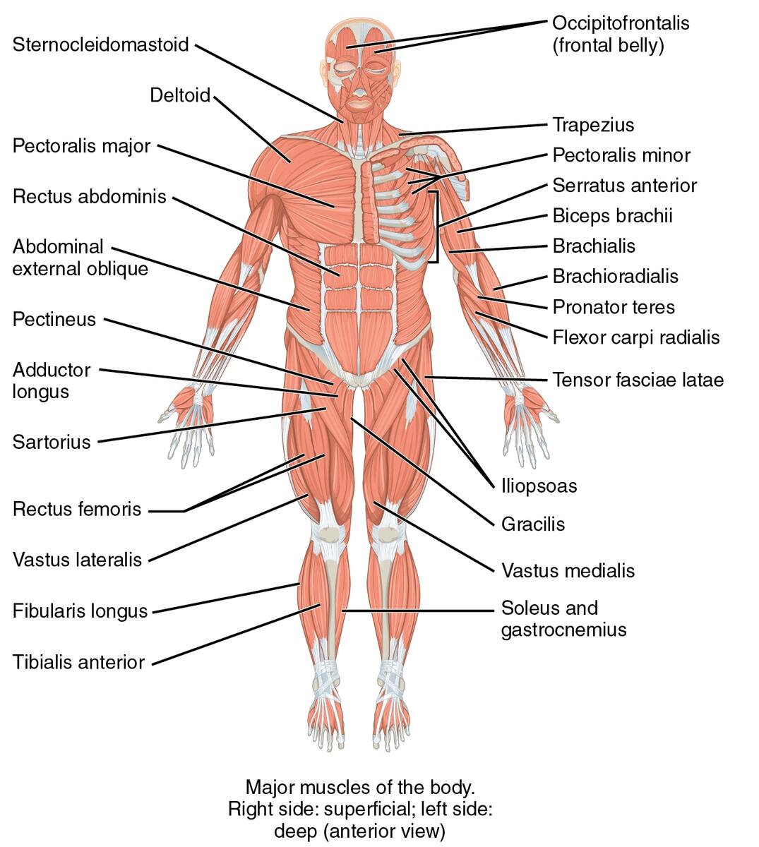 List Of Skeletal Muscles Of The Human Body Wikipedia
