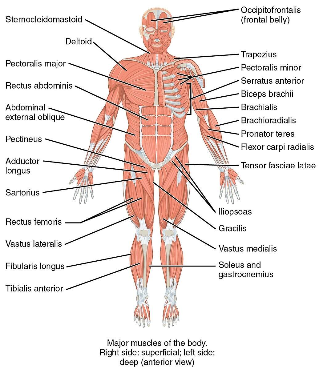 List Of Skeletal Muscles Of The Human Body Wikipedia