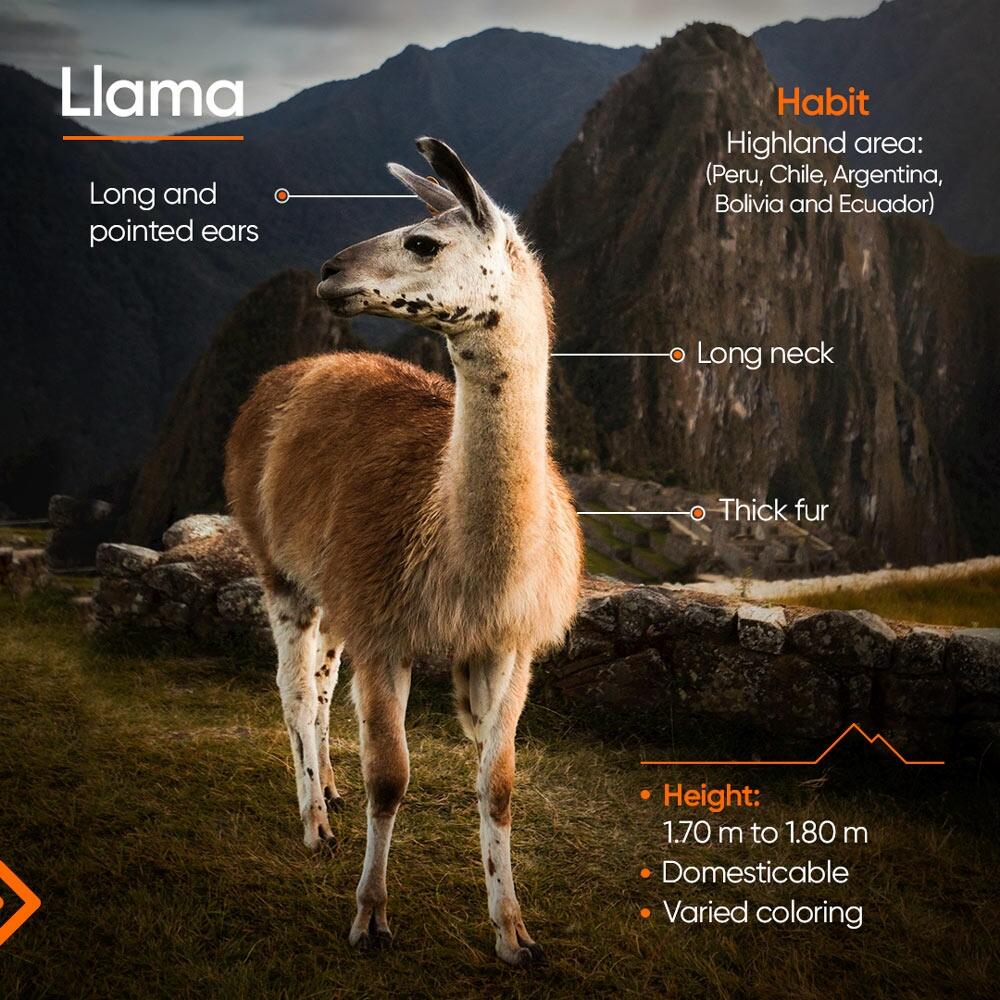 Llama Alpaca Vicu A Guanaco Similar But Completely Different