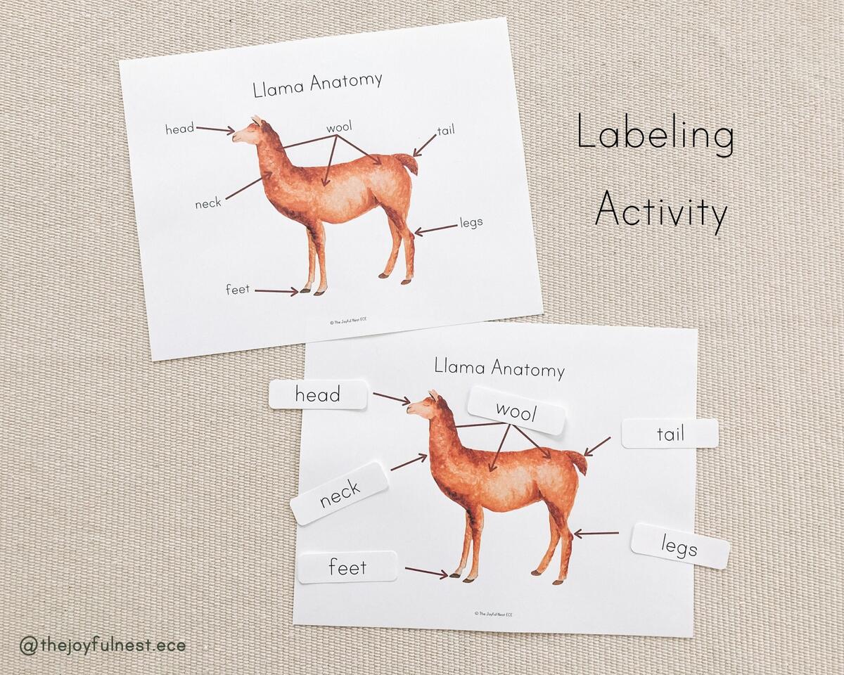 Llama Study Bundle Life Cycle Of A Llama Llama Anatomy Montessori PDF Printable Etsy