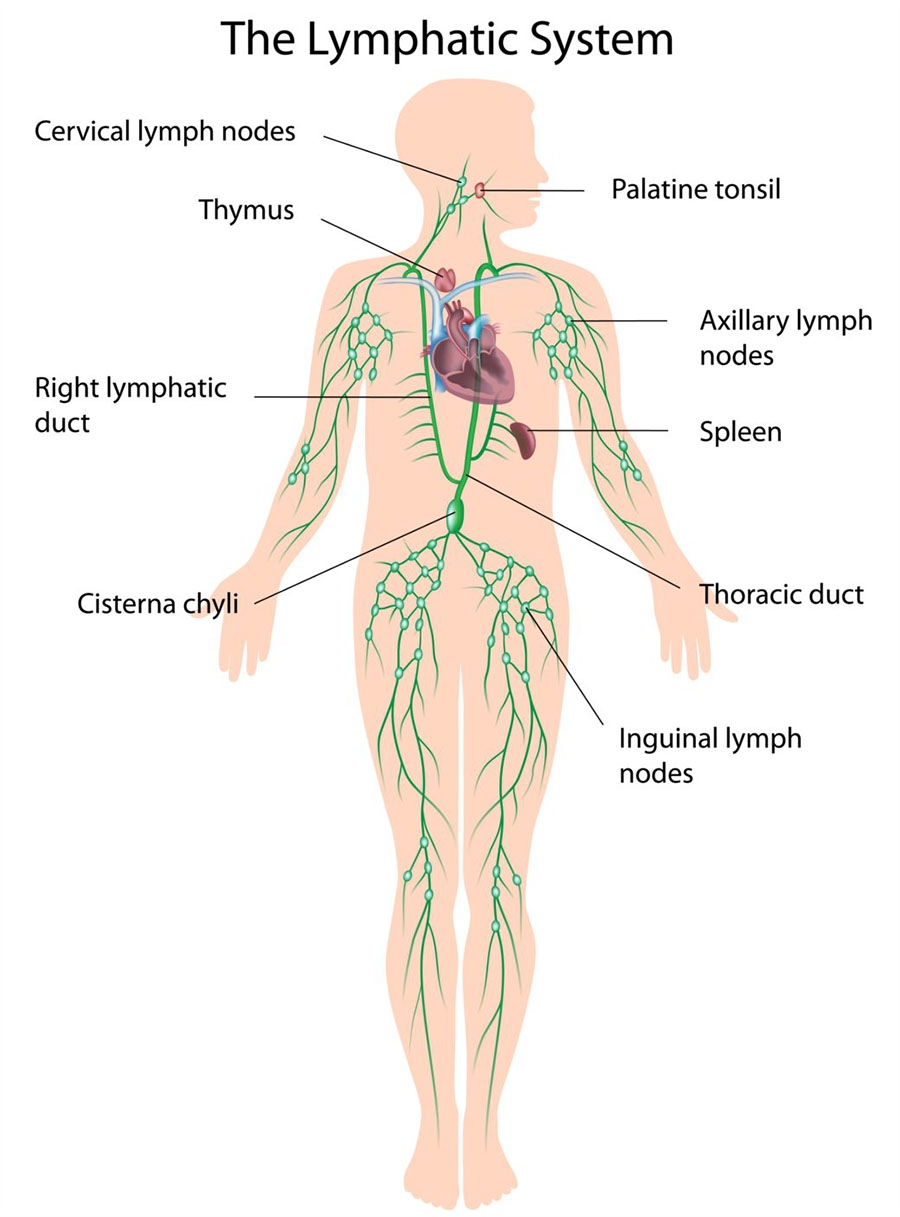 Lymph Nodes Healthdirect Lymph Nodes Healthdirect