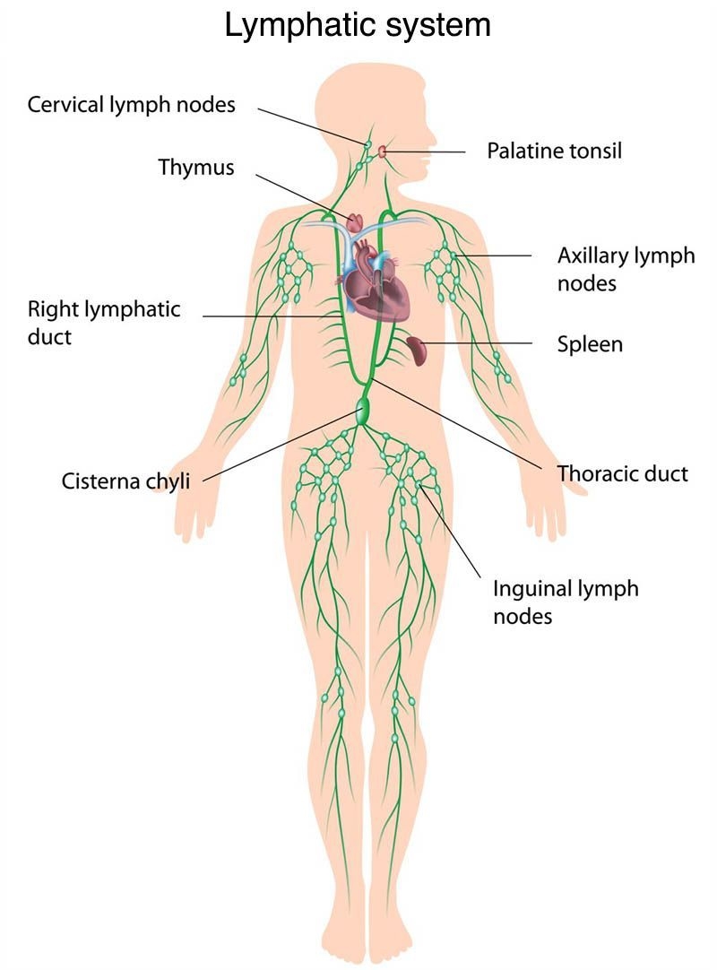 Lymphatic Massage Lowdown