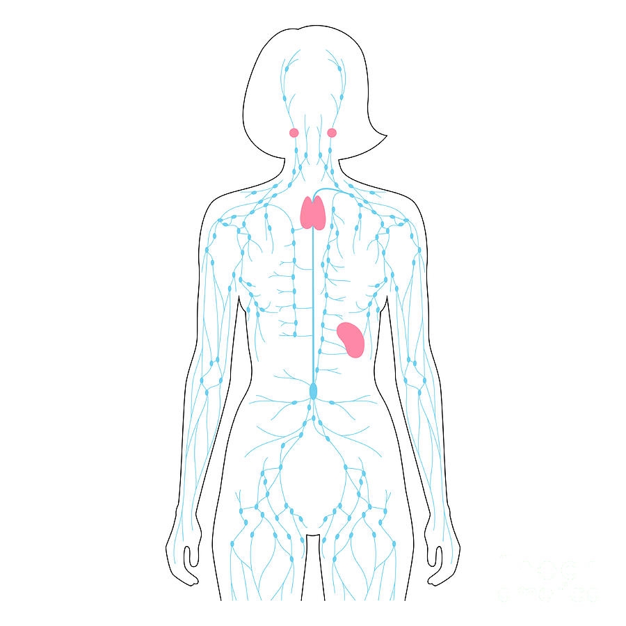Lymphatic System 12 By Pikovit Science Photo Library Lymphatic System 12 By Pikovit Science Photo Library