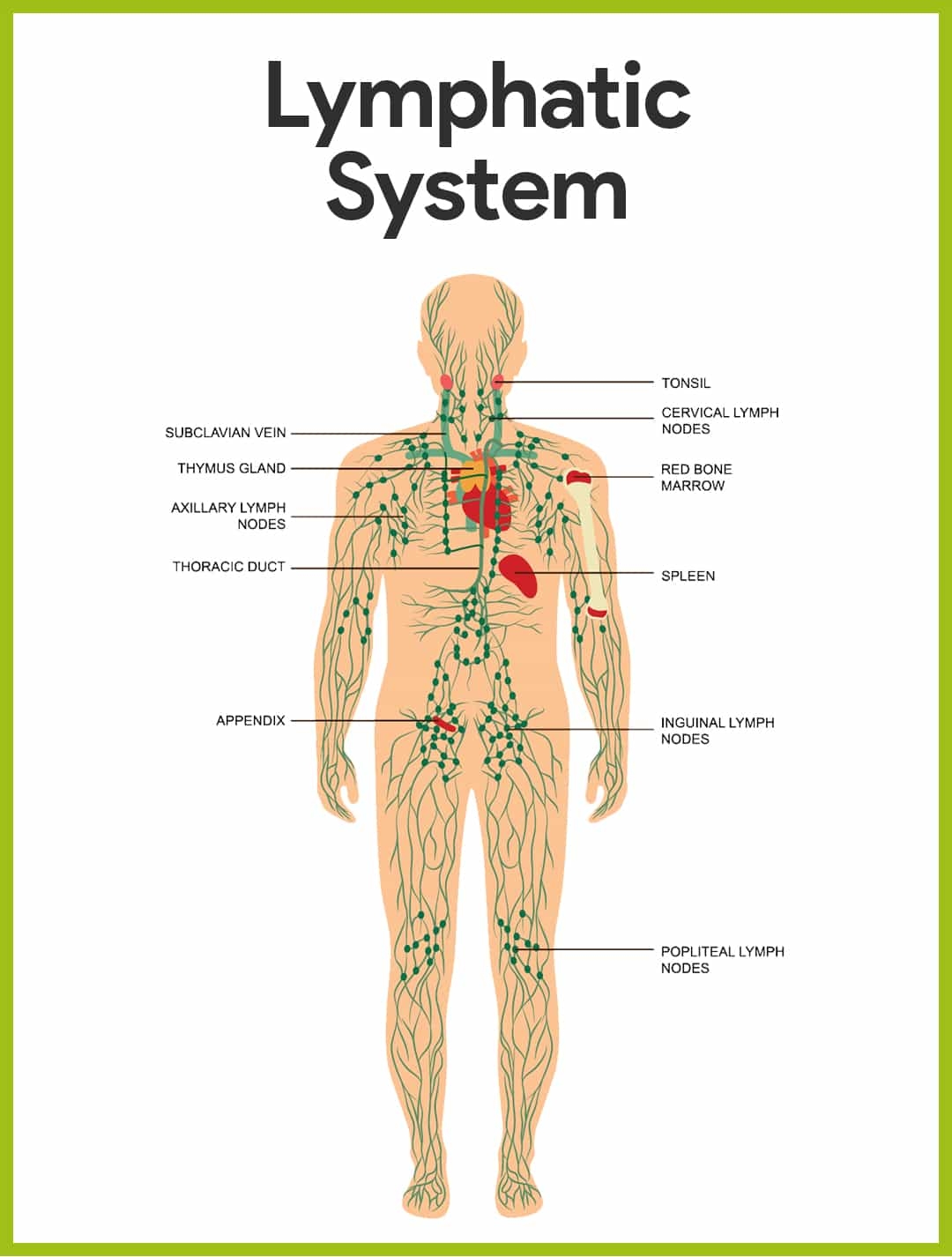 Lymphatic System Anatomy Vessels Nodes Organs TeachMeAnatomy