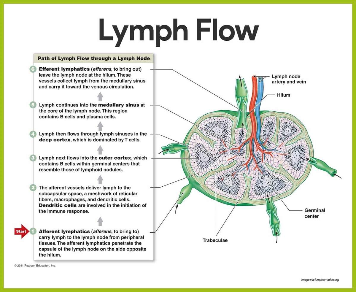 Lymphatic System Anatomy And Physiology Nurseslabs 21 1 Anatomy Of The Lymphatic And Immune Systems Anatomy And Physiology