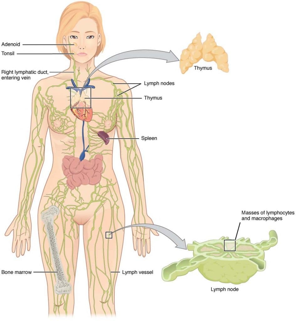 Lymphatic System Anatomy Vessels Nodes Organs TeachMeAnatomy