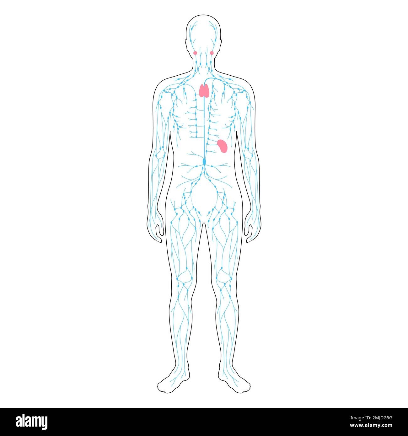 Lymphatic System Diagram Hi Res Stock Photography And Images Alamy Lymphatic System Diagram Hi Res Stock Photography And Images Alamy