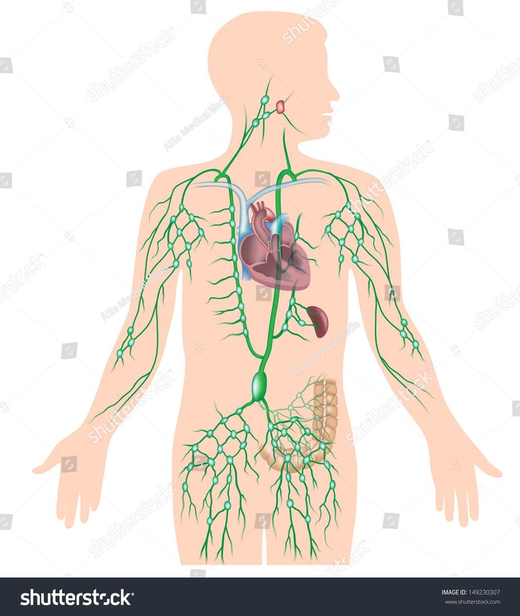 Lymphatic System Unlabeled Diagram Stock Illustration 149230307 Shutterstock Lymphatic Fluid Hi Res Stock Photography And Images Page 6 Alamy